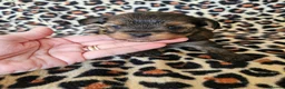 Yorkshire Terrier dogs for sale: DNA tested parents Biewer and Ocean Pearl puppies - Advert 34