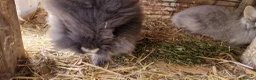 Lionhead rabbits for sale: Cute fluffy friendly lionhead babies-2boys left - Advert 4