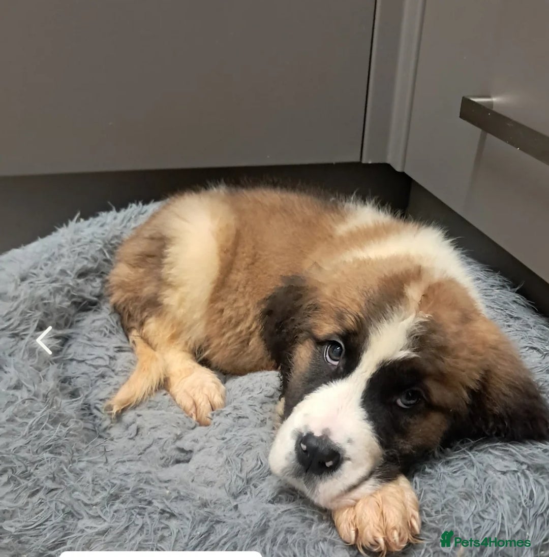Saint Bernard dogs for sale: Saint bernard puppies 🐶  in Herne Bay - Image 1