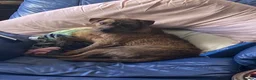 Patterdale Terrier dogs for stud: Patterdale for stud - Advert 2