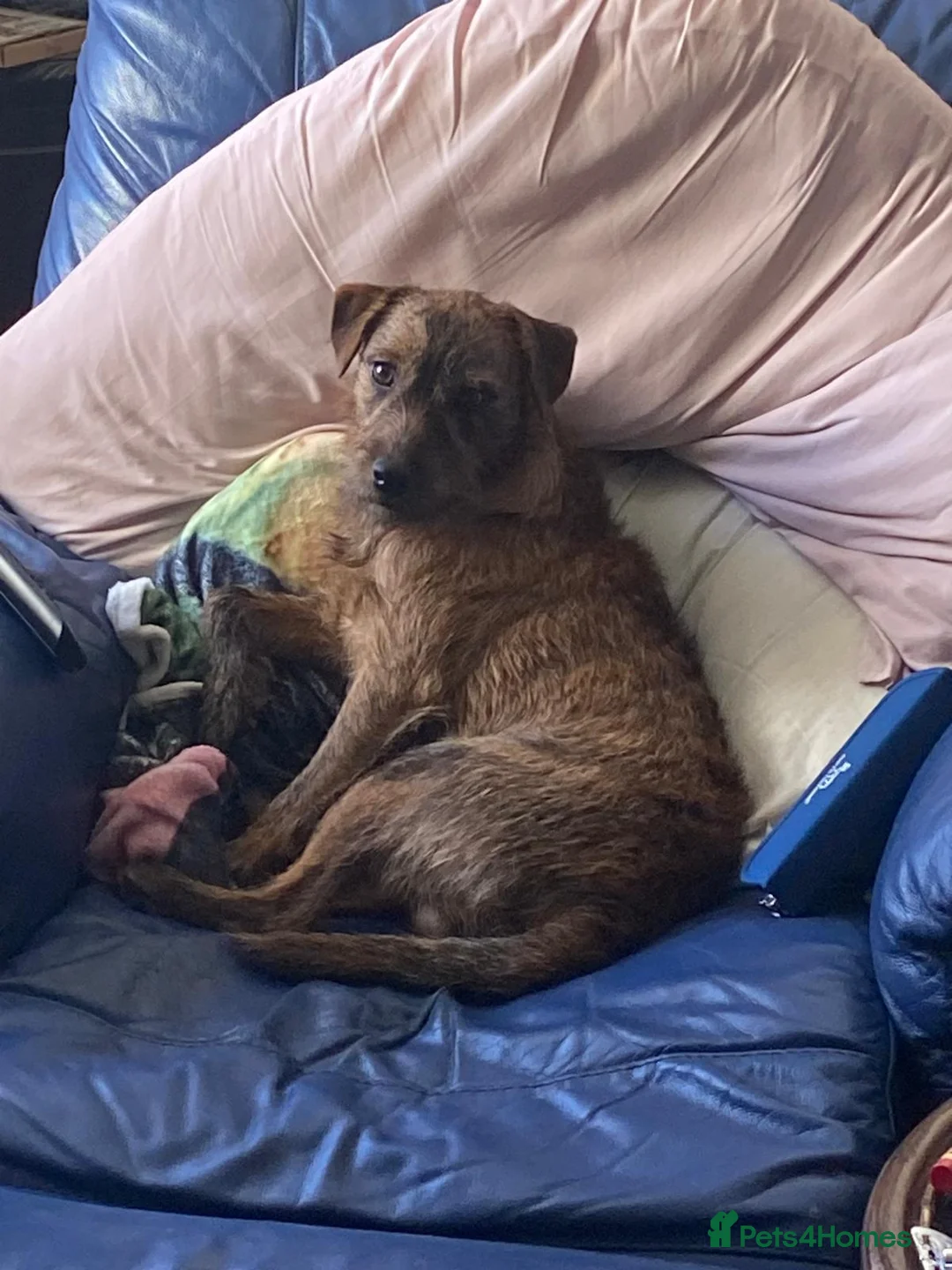 Patterdale Terrier dogs for stud: Patterdale for stud - Advert 2