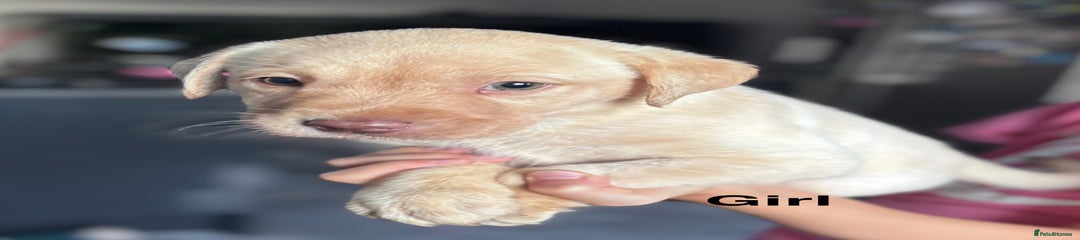 Labrador Retriever Puppy 2