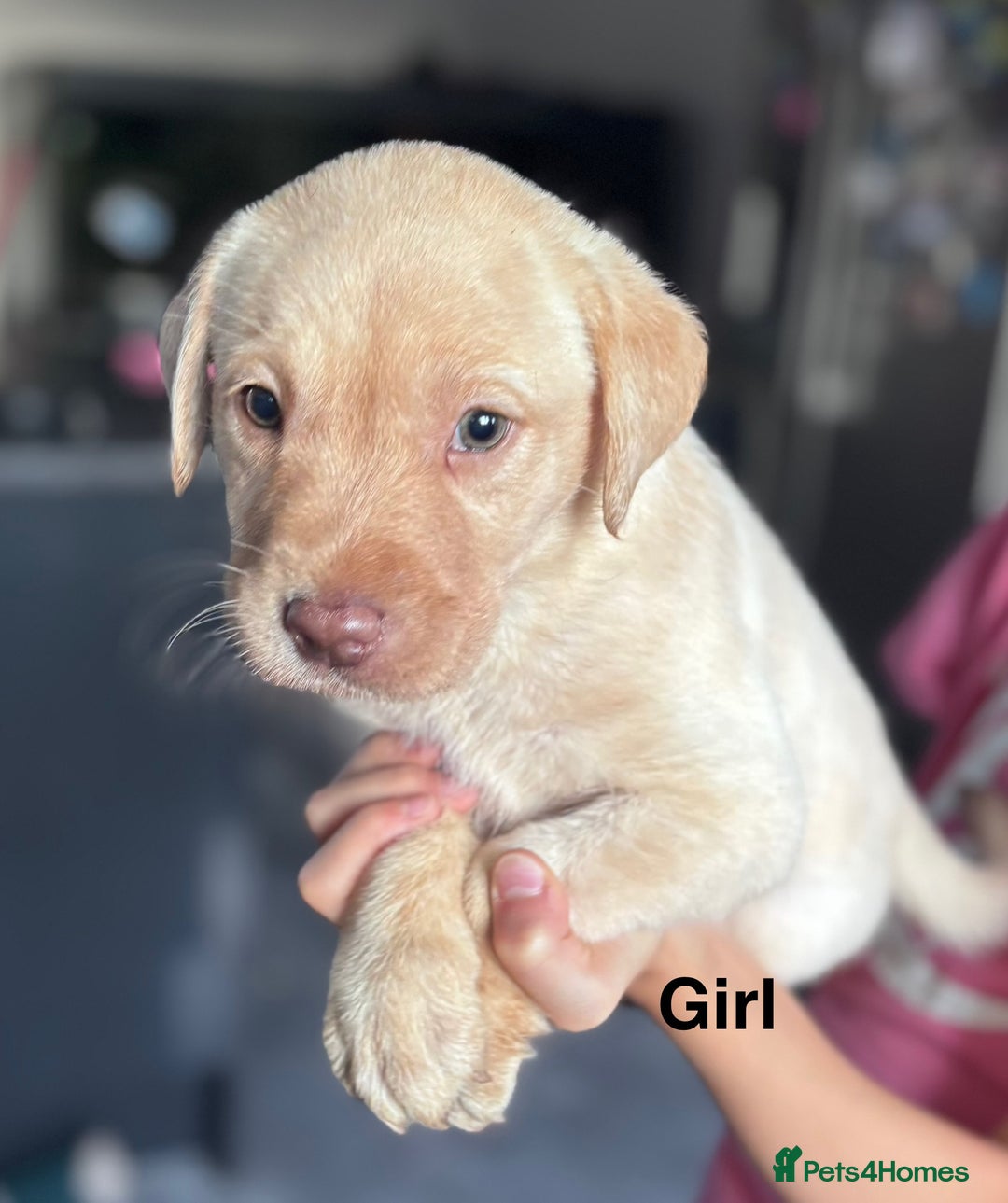 Labrador Retriever dogs for sale: Adorable Labrador Retriever Puppies d.o.b 4/07/25 - Image 2