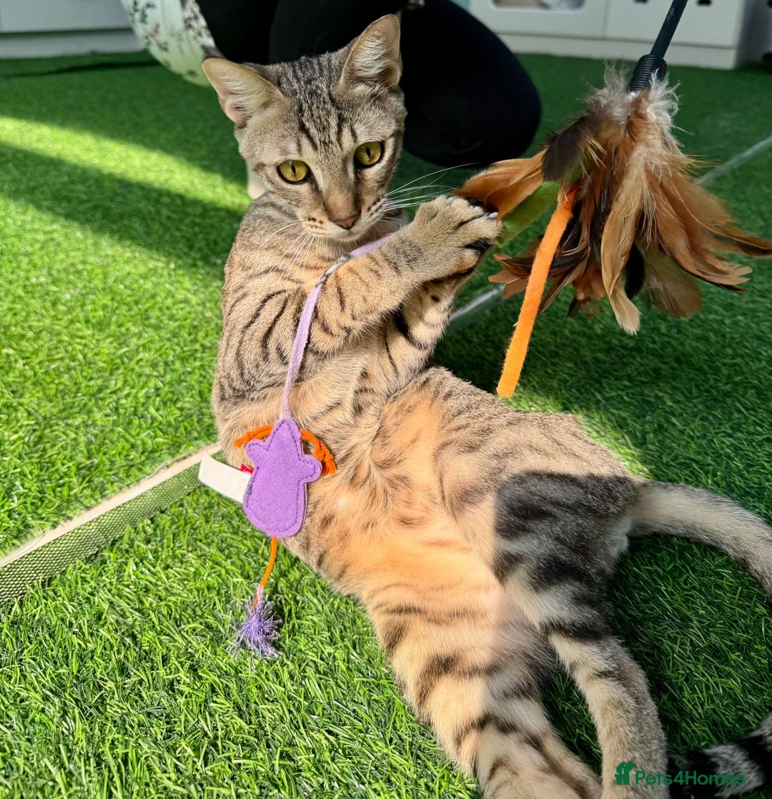 Mixed Breed cats for adoption: [Indoors Only] Ash - Playful & Social Kitty! - Advert 3