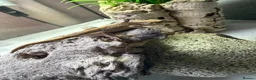 Gecko reptiles for sale: Crested Gecko in Billingshurst - Advert 4