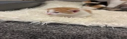 Mixed Breed cats for sale: 4 kitties looking for a home!! - Advert 6