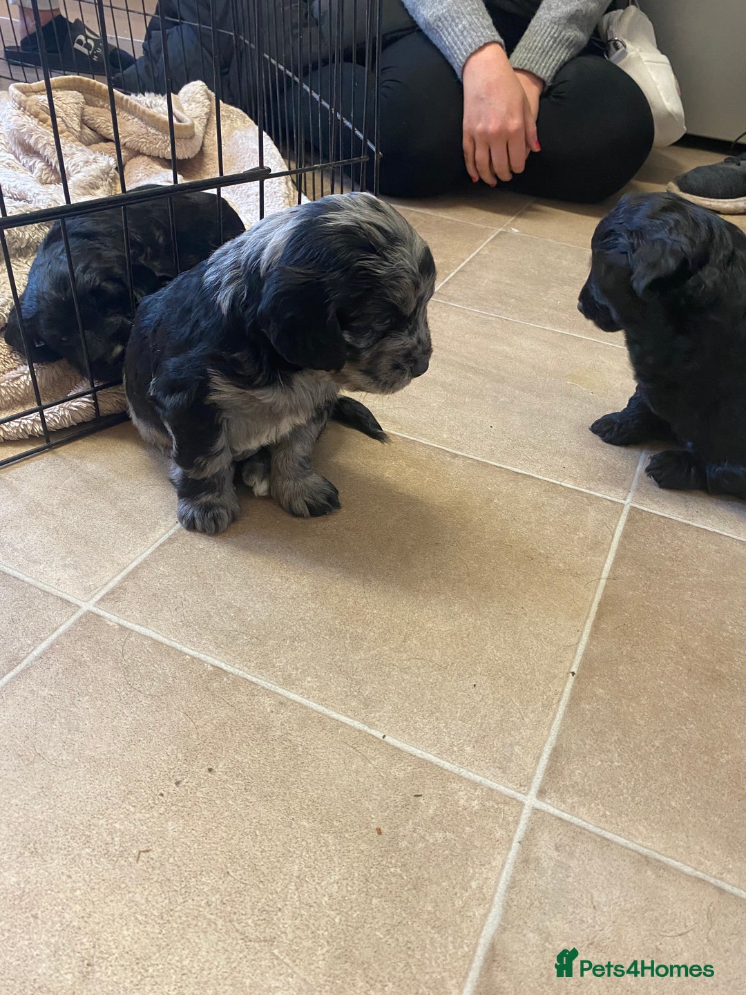 Cockapoo dogs for sale: Male, cockerpoo  - Image 7