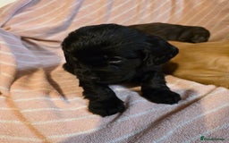 Cocker Spaniel dogs for sale: Beautiful Working KC Reg Cocker Spaniels Puppies - Advert 12