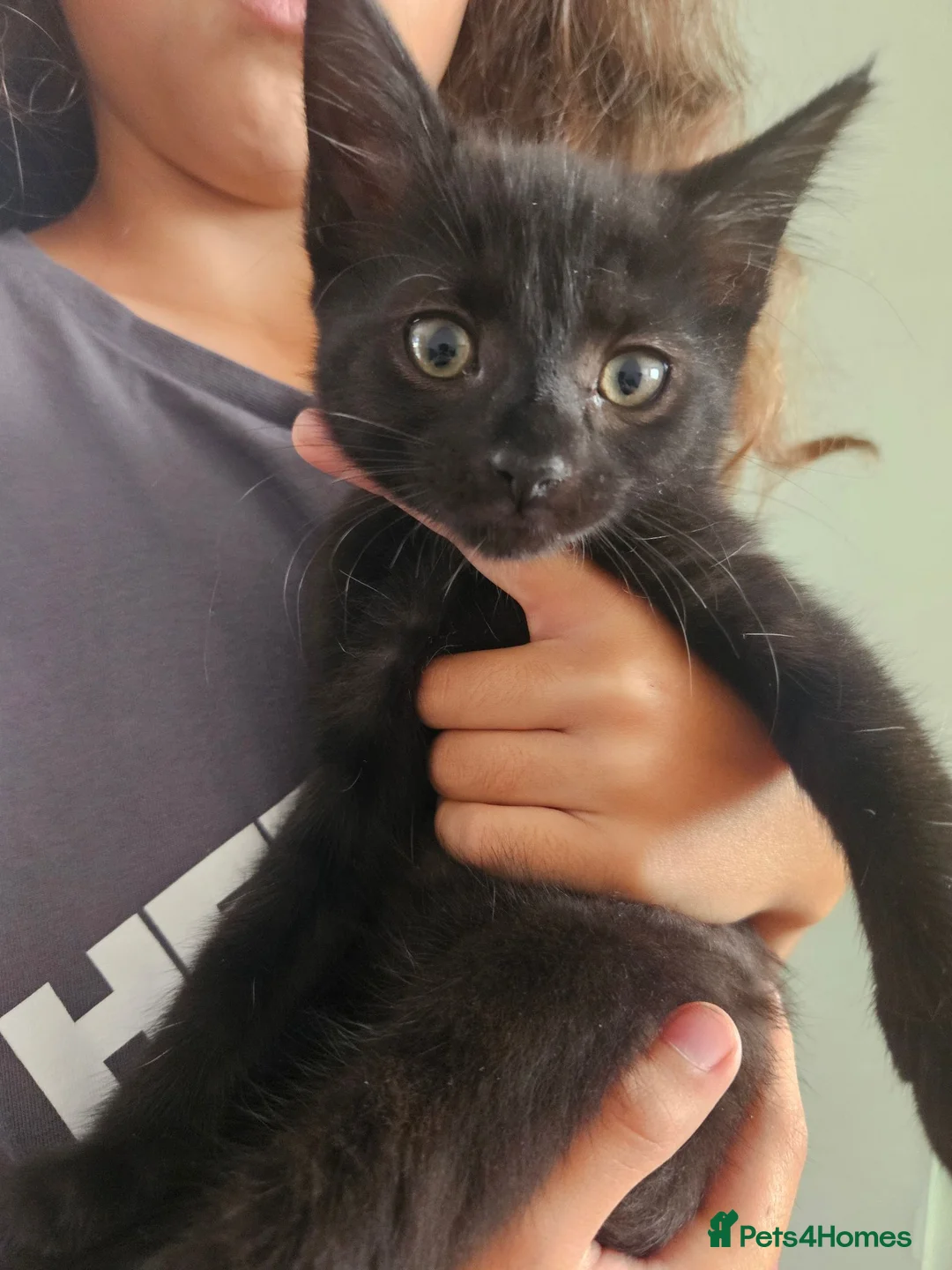 British Shorthair cats for sale: Kittens in Eastbourne - Advert 2