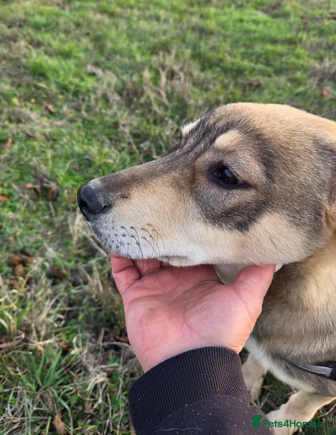 Mixed Breed dogs for adoption: 🐾DALIDA, Grace, Strength & a Heart Full of Love💛 - Advert 6