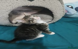 Mixed Breed cats for sale: Tabby twin boys  - Image 7