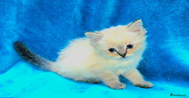 Ragdoll cats - Advert 9