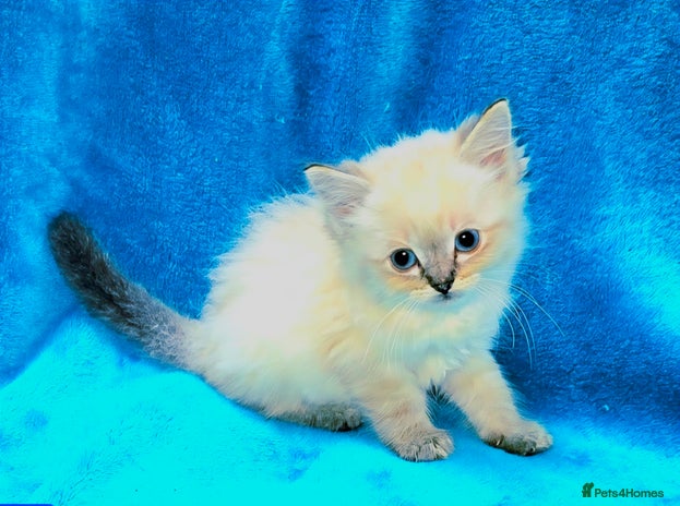 Ragdoll cats - Advert 2