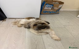 Shorkie dogs for sale: Shorkie🪽 - Image 3