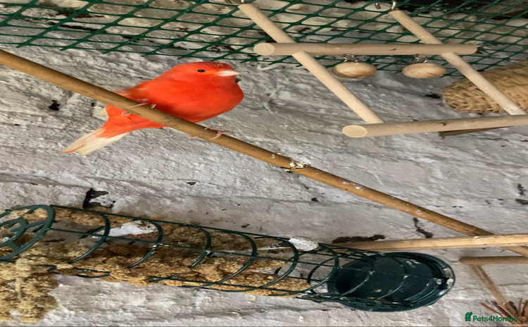Canaries birds - Advert 4