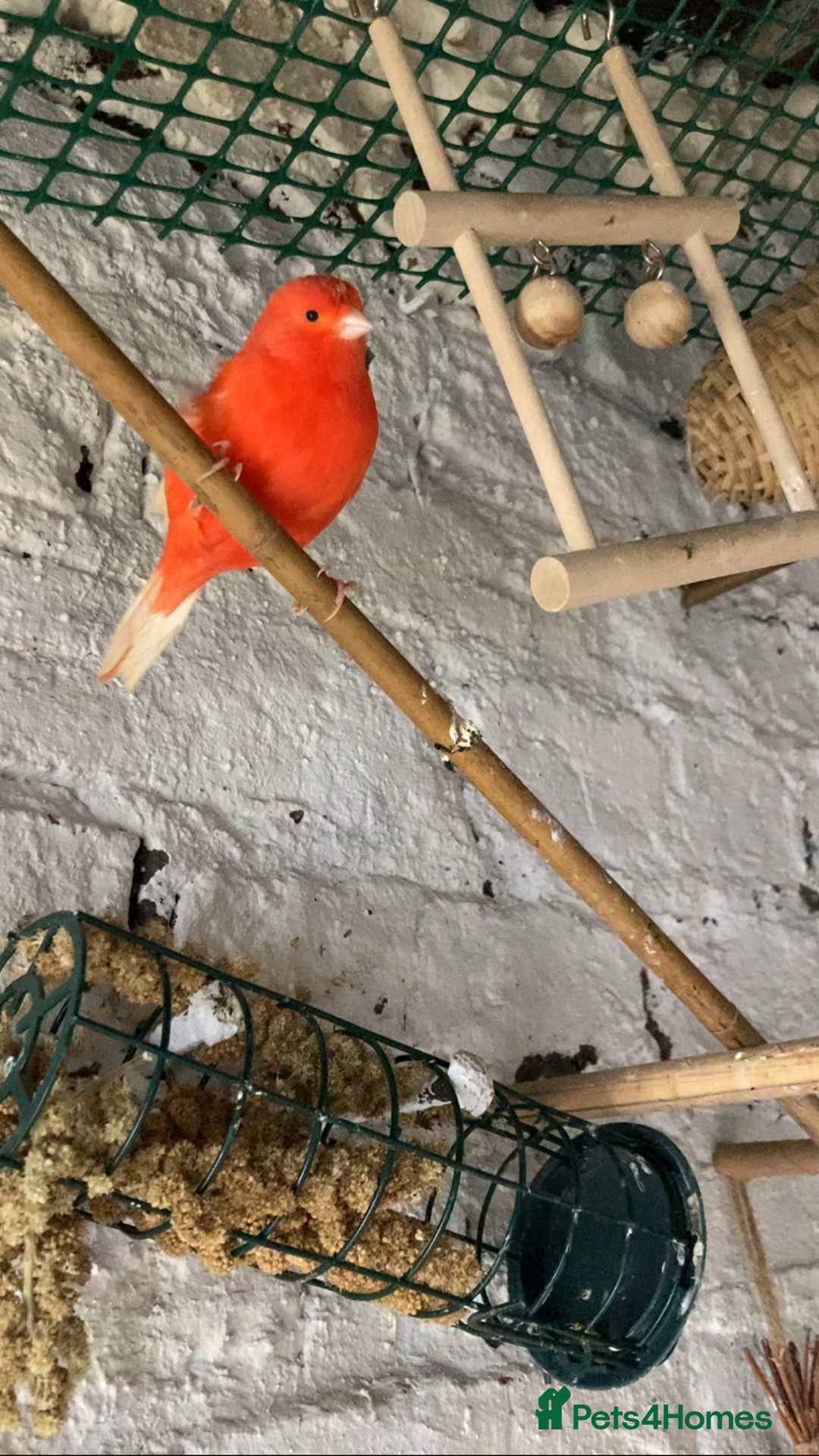Canaries birds for sale: GOLDFINCH PAIR Canary’s zebras and bengalese  - Image 1
