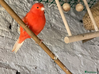 Canaries birds - Advert 2