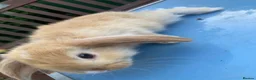 French Lop rabbits for sale: French Lop Bunnies in London - Advert 9