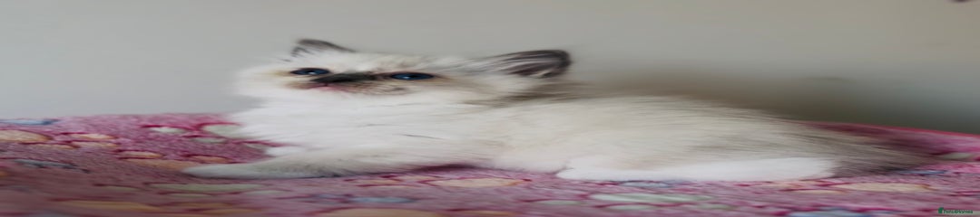 Ragdoll Kitten 12