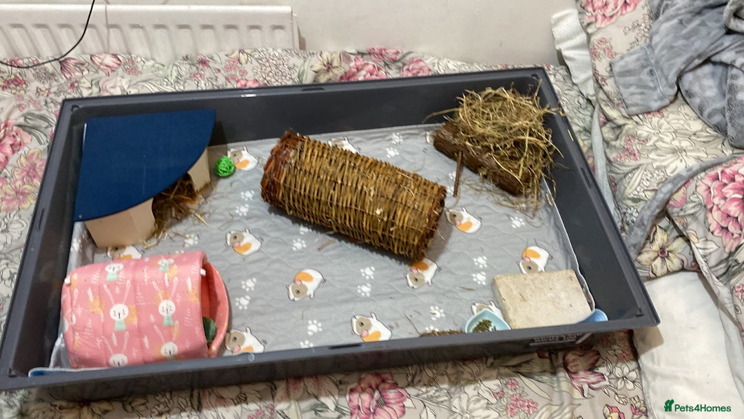 Guinea Pig rodents for sale: Single Male Guinea pig - Advert 3