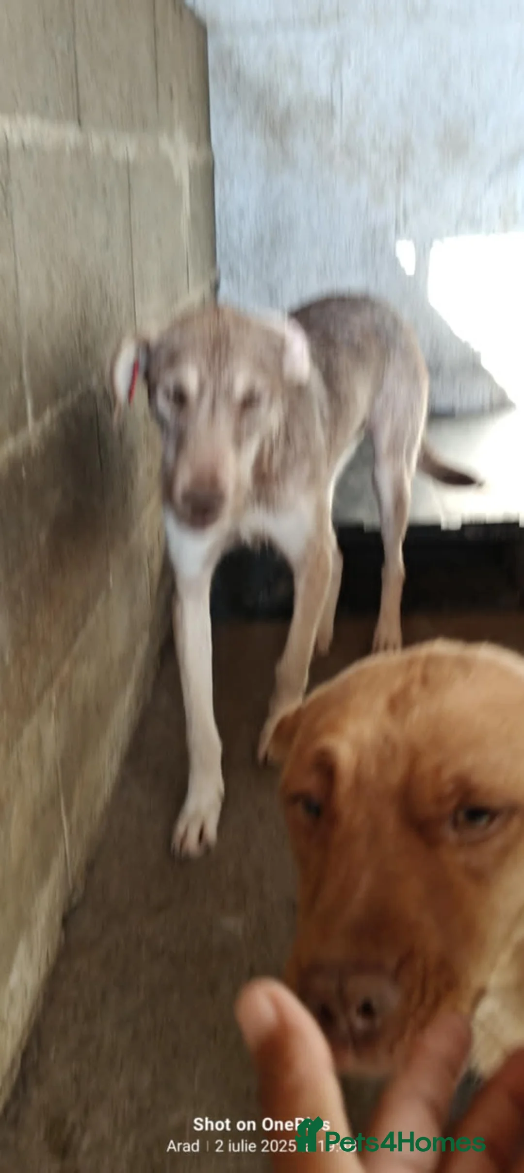 Mixed Breed dogs for adoption: 🌿Lovely GRACE – for a Confident & Loving Home🌿 - Advert 6