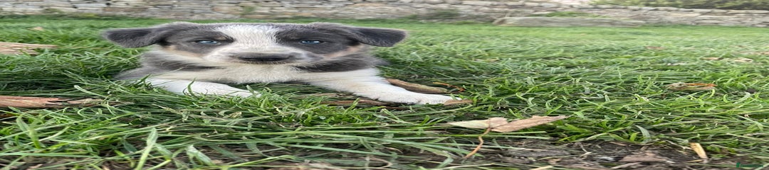 Border Collie Puppy 1