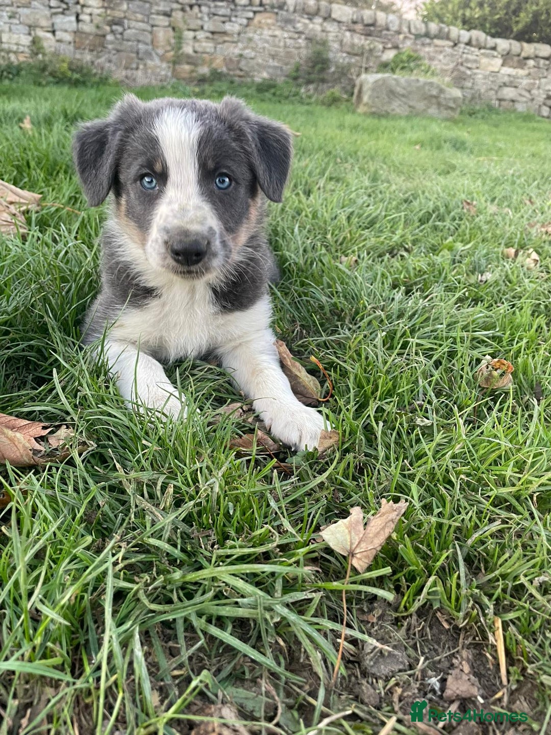 Border Collie dogs for sale: 4 Border collie puppies  - Advert 7