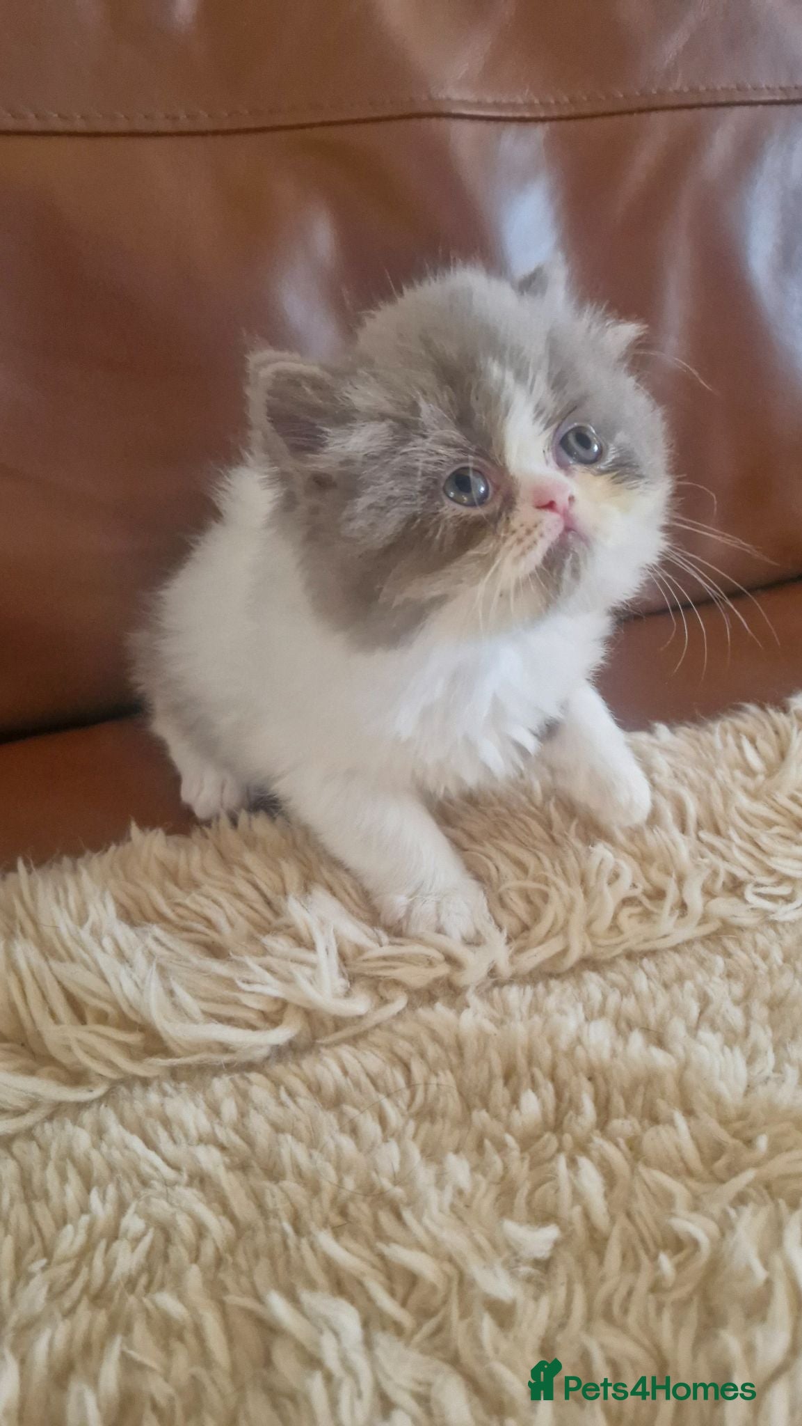 Exotic cats Persian exotic kittens - Advert 2