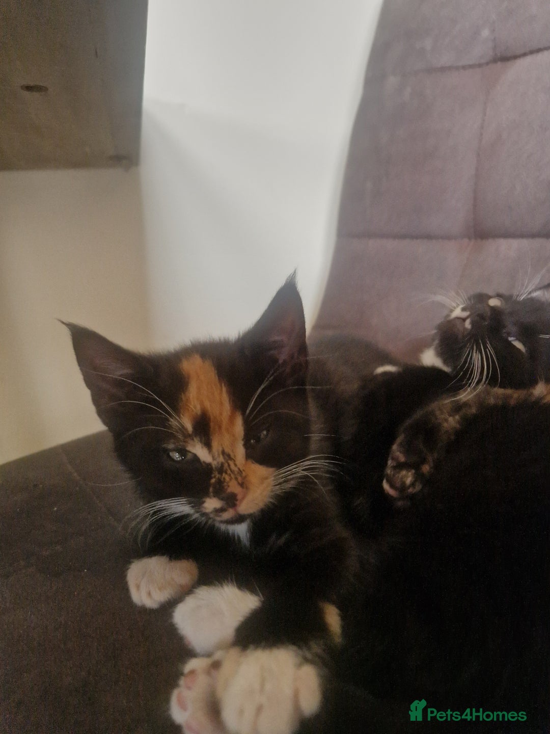 Mixed Breed cats for sale: Beautiful kittens  - Image 2