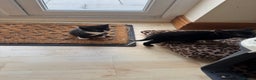 Mixed Breed cats for sale: 3 beautiful little kittens ready for  **   - Advert 2