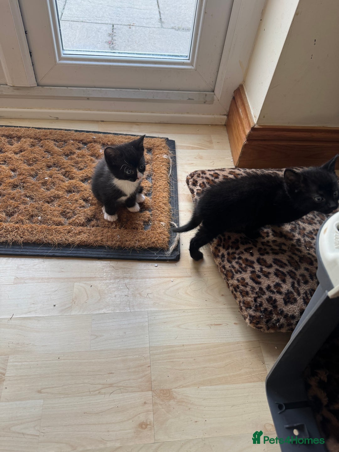 Mixed Breed cats for sale: 3 beautiful little kittens ready for Christmas  - Advert 2