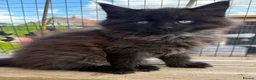 Maine Coon cats for sale: Stunning Maine Coon Kittens  - Advert 8