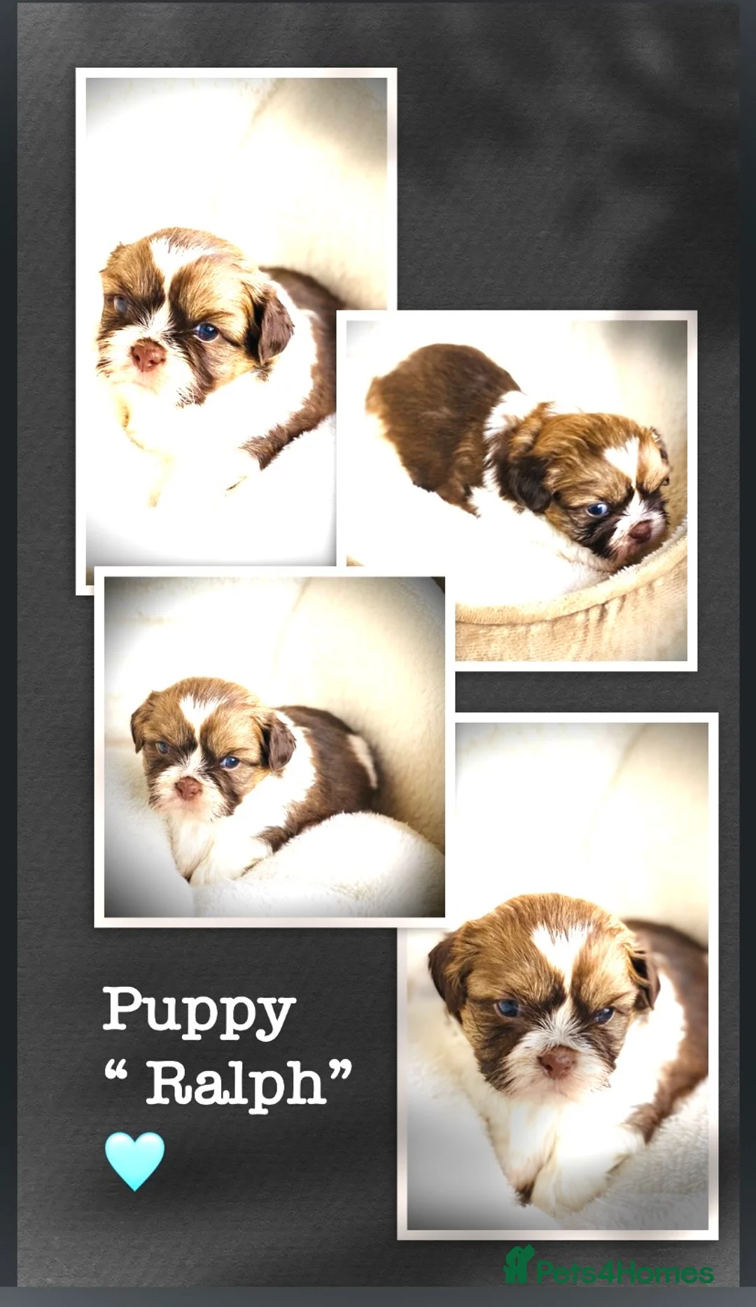 Shih Tzu dogs for sale: 🌟STUNNING SHIH TZU BOYS ~ READY MARCH 22nd🌟 - Advert 3