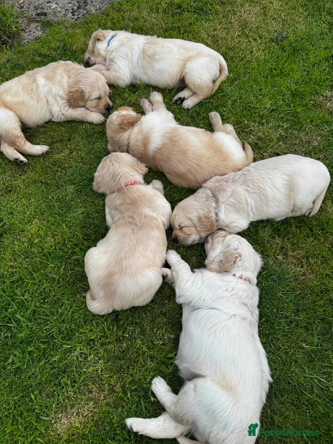 Golden Retriever dogs for sale: 🐾 Beautiful Pedigree Golden Retriever Puppies  in Ballymena - Advert 2