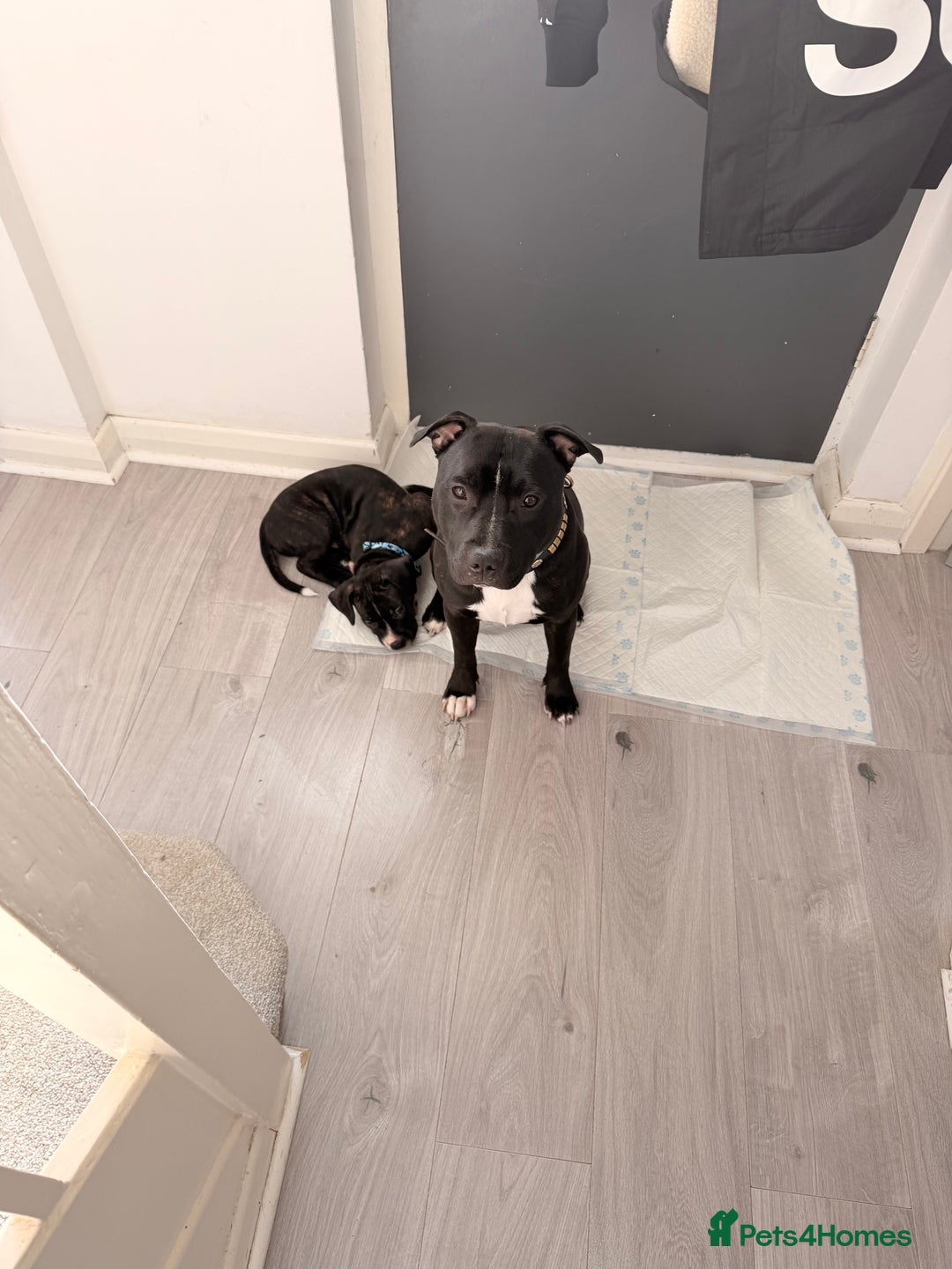 Staffordshire Bull Terrier dogs for stud: Meeting Bagheera  - Advert 7