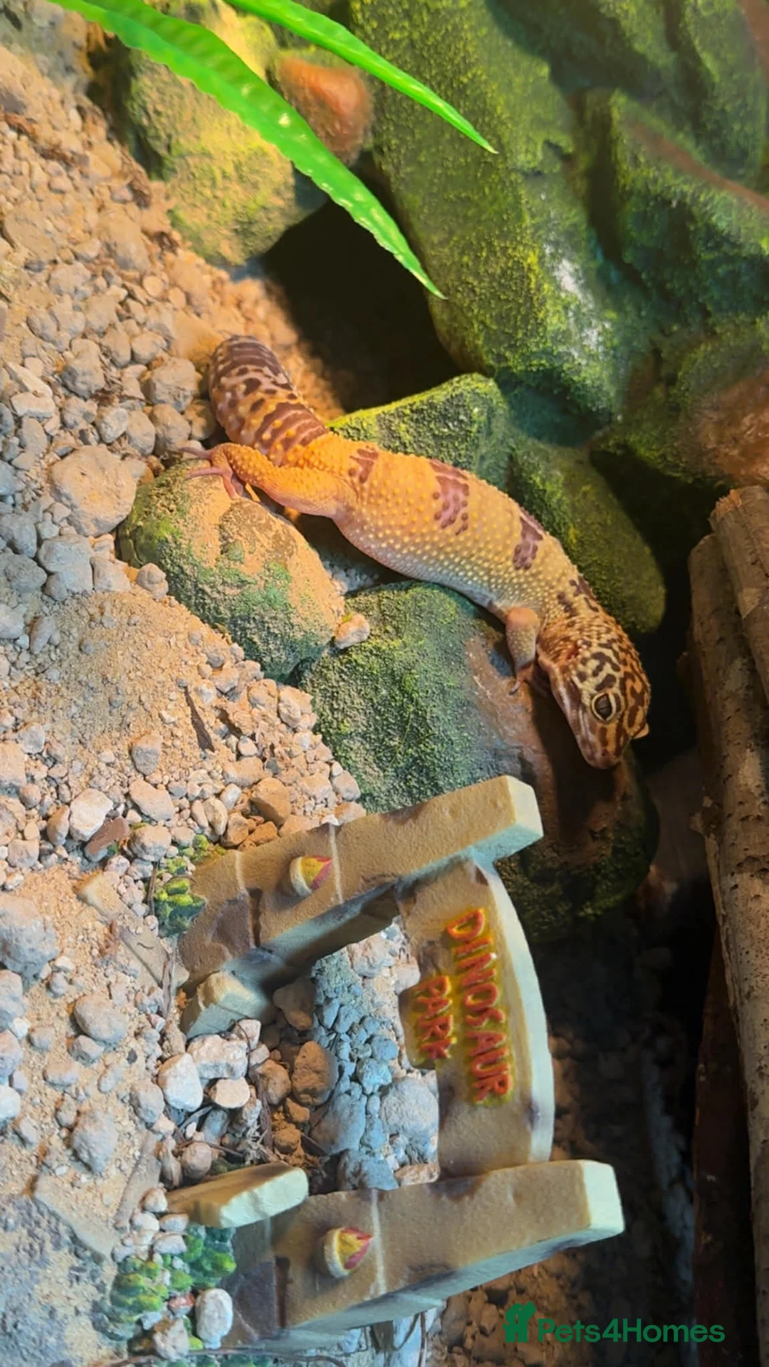 Gecko reptiles for sale: Leopard gecko godzilla morph - Advert 3