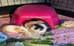 Guinea Pig rodents for sale: Baby guinea pigs  - Advert 1