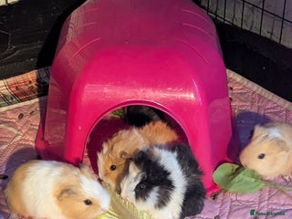 Guinea Pig rodents Baby guinea pigs - Advert 6