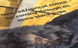 Shihpoo dogs for sale: Shihpoo Shih Tzu x Poodle (Shoodle) Puppies - Image 15