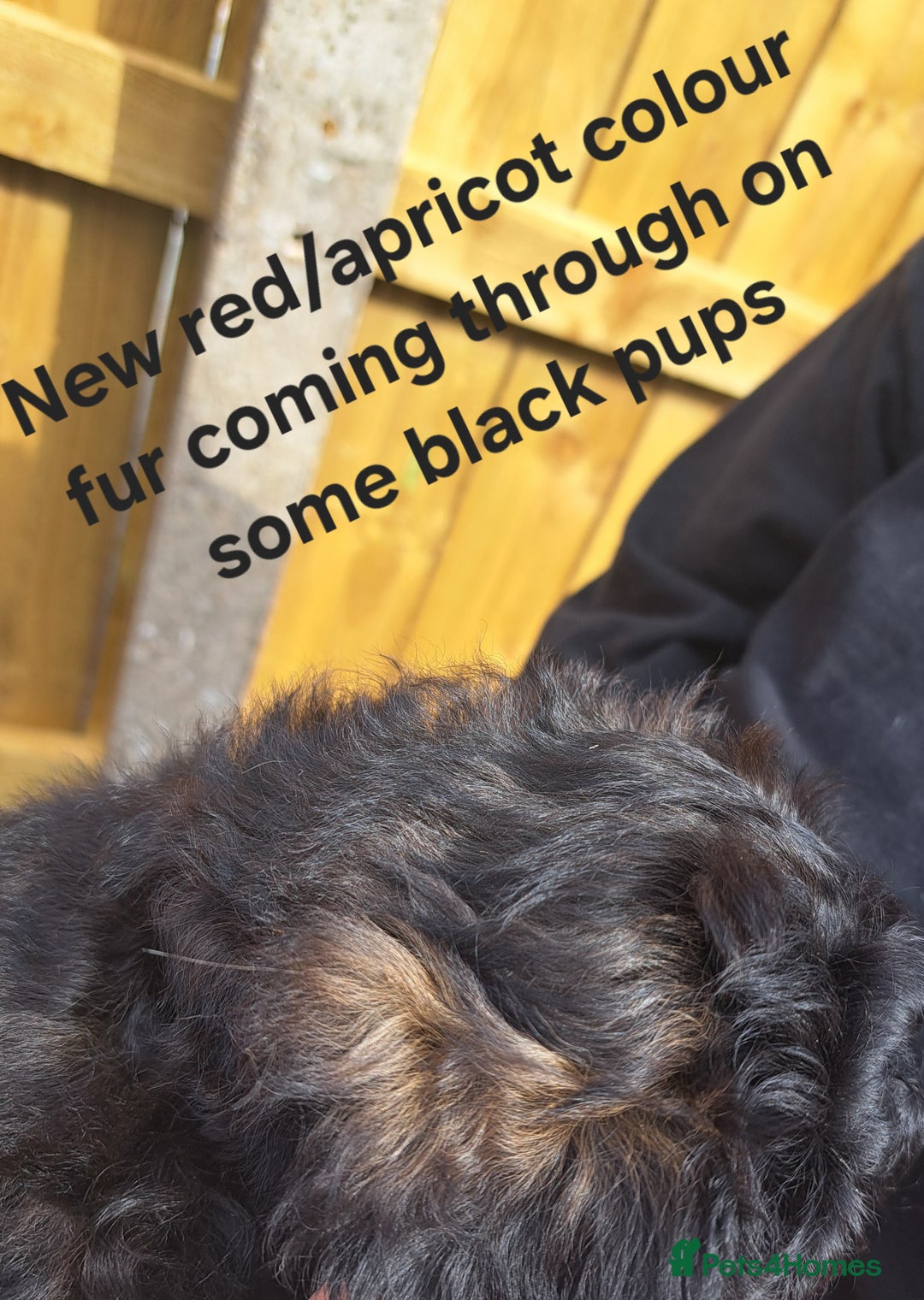 Shihpoo dogs for sale: Shihpoo Shih Tzu x Poodle (Shoodle) Puppies - Image 15