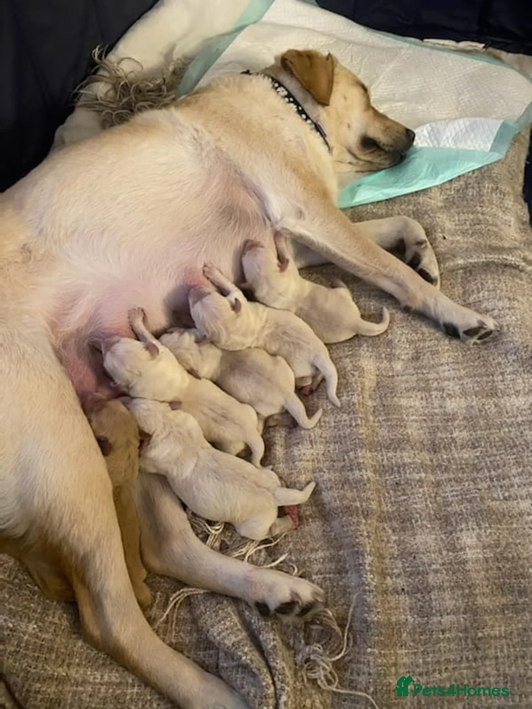 Golden Retriever dogs for stud: Sam. Available for Stud in Swansea - Advert 5