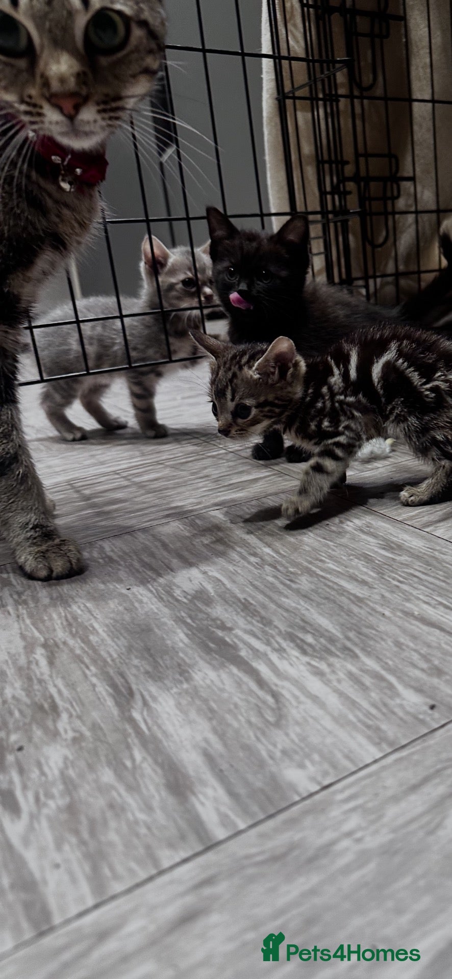 Bengal cats Bengal kittens for sale  - Advert 4