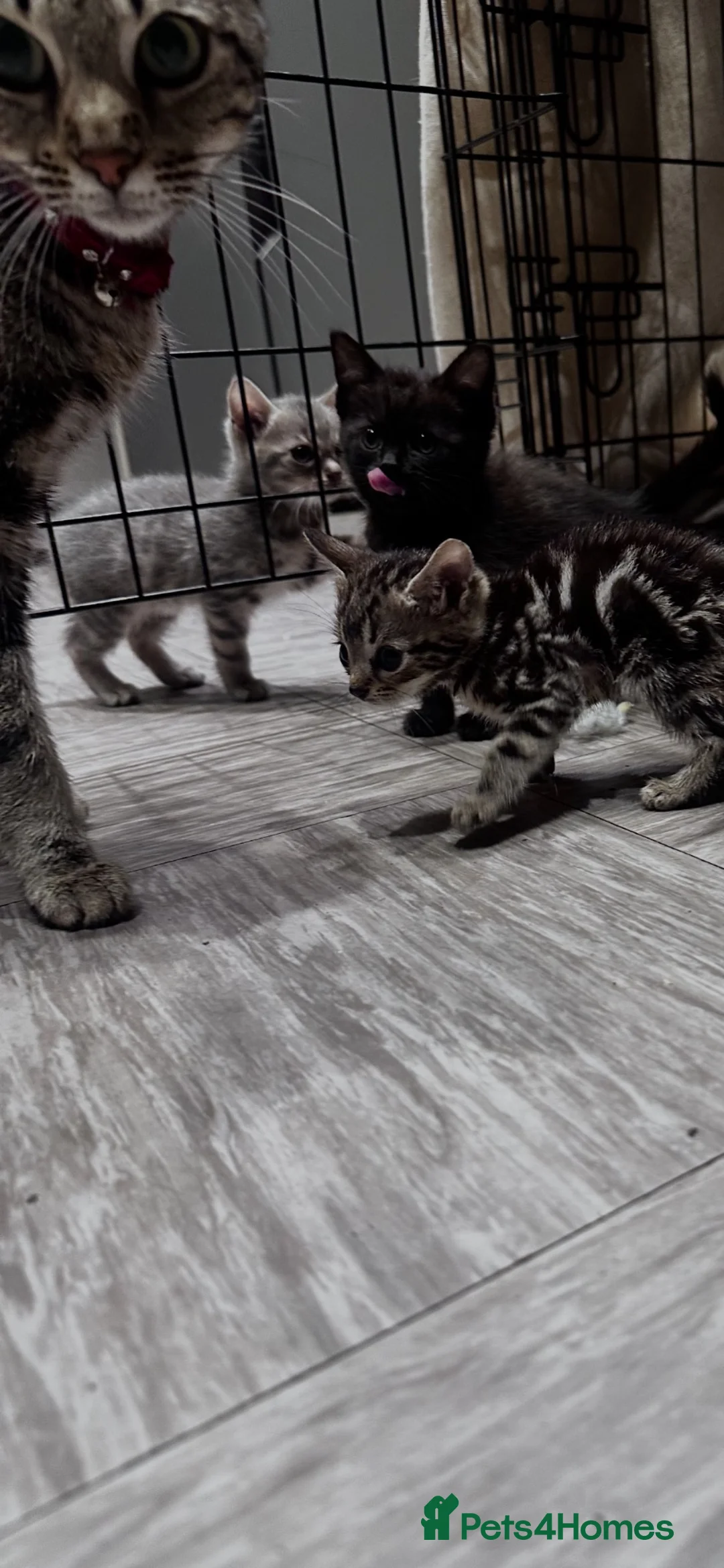 Bengal cats for sale: Bengal kittens for sale  - Advert 1