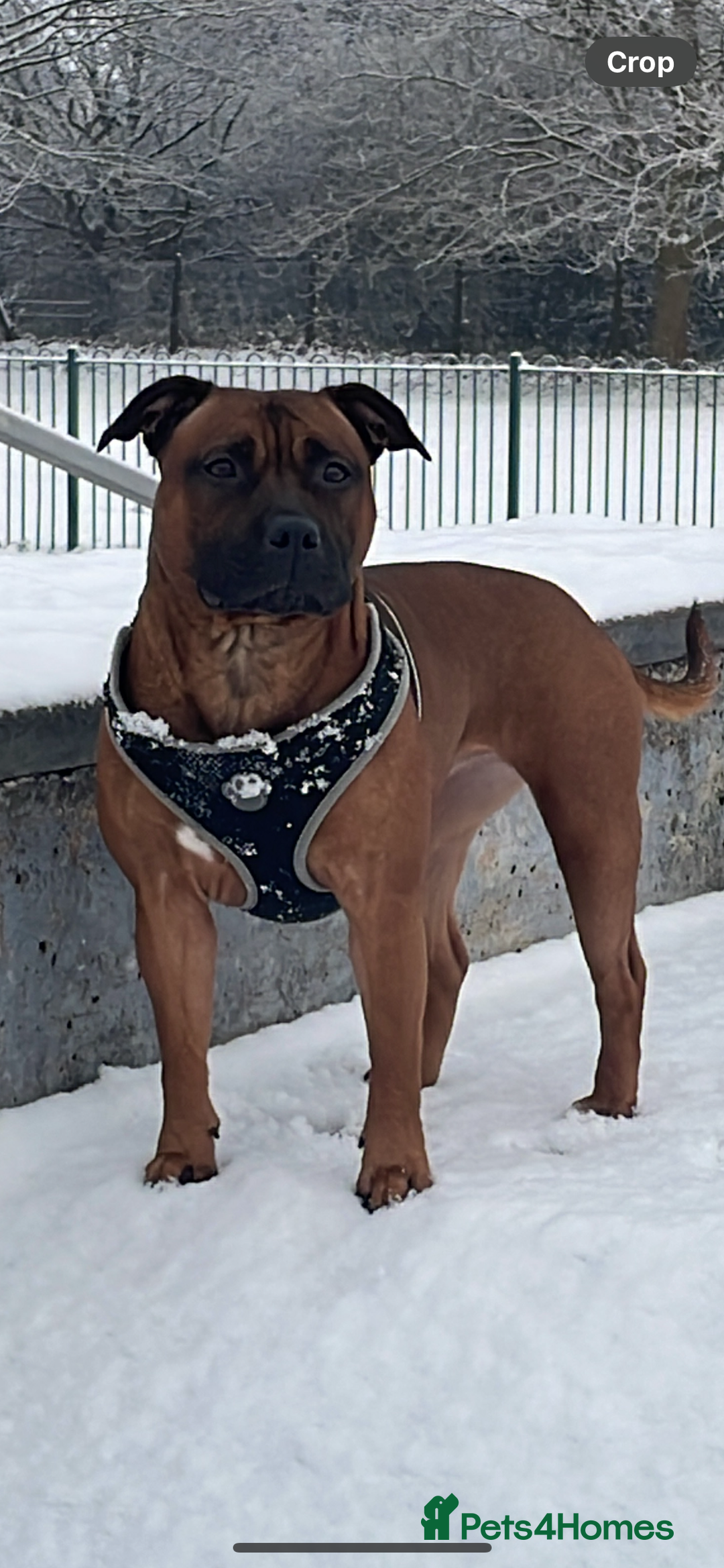 Staffordshire Bull Terrier dogs for sale: Beautiful chunky red staffys  - Advert 22