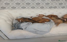 Chihuahua dogs for sale: Ready now 3 chihuahua boys looking for their home - Image 3