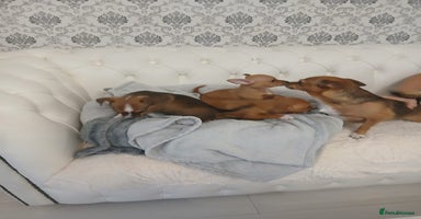 Chihuahua dogs - Advert 16