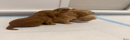 Cockapoo dogs for sale: F1B cockapoo puppies in Rugby - Advert 7
