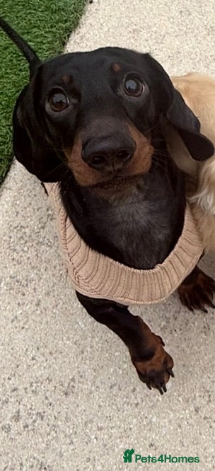 Miniature Dachshund dogs Bleu  - Advert 2