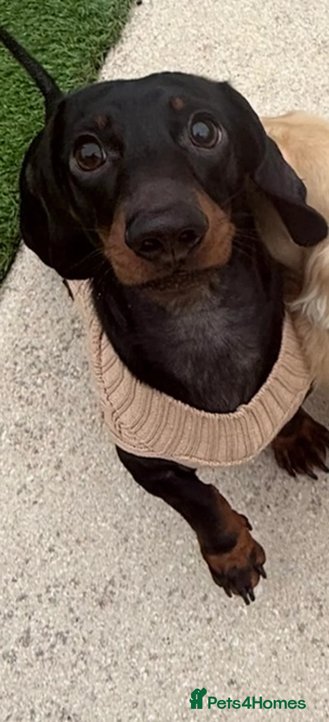 Miniature Dachshund dogs for stud: Bleu  - Advert 1