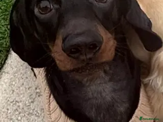 Miniature Dachshund dogs Bleu - Advert 2